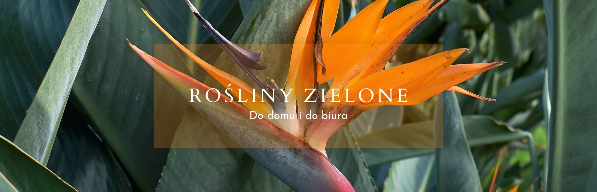 rośliny zielone