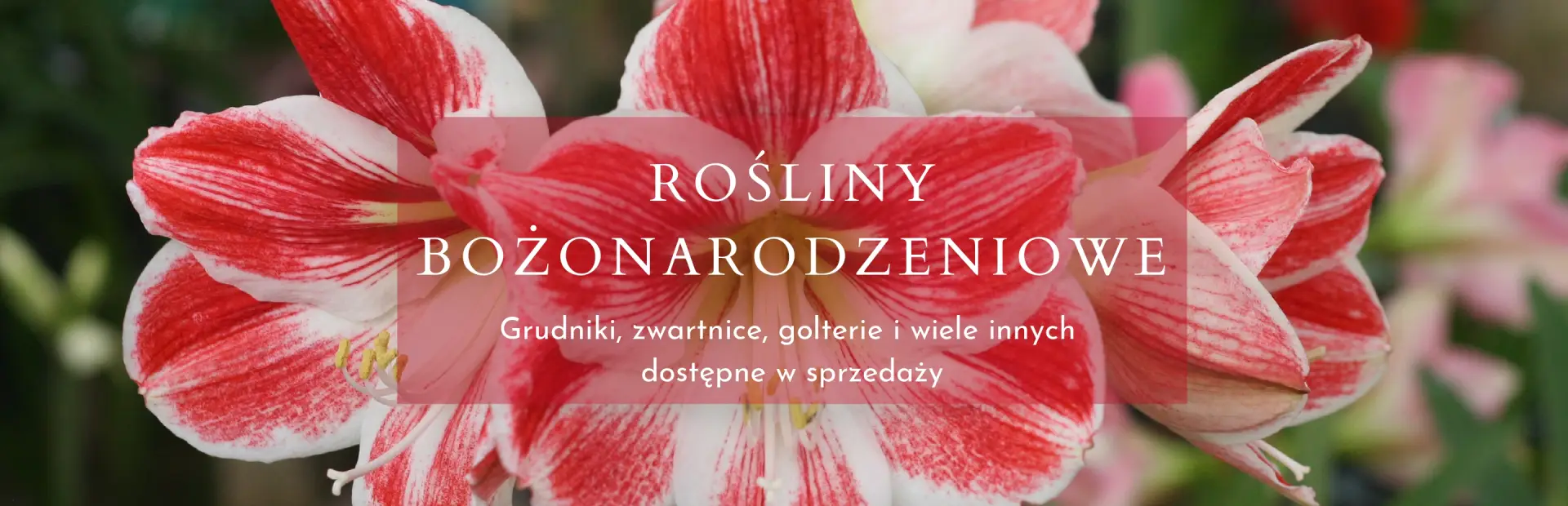 rośliny bożonarodzeniowe