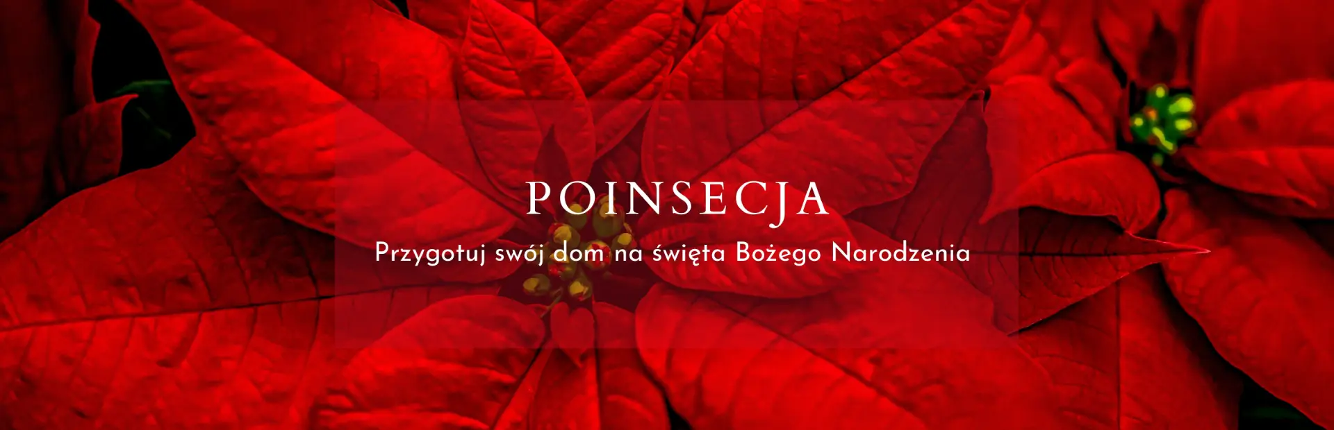 poinsecja czerwona